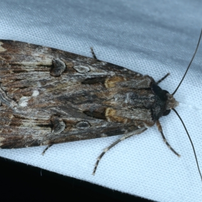 Agrotis munda (Brown Cutworm) at Mount Ainslie - 3 Oct 2023 by jb2602