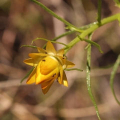 Xerochrysum viscosum (Sticky Everlasting) at Canberra Central, ACT - 7 Oct 2023 by ConBoekel