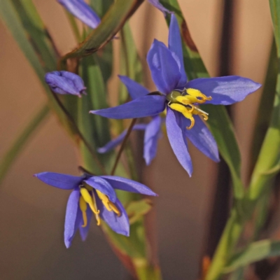 Stypandra glauca (Nodding Blue Lily) at Black Mountain NR (BMS) - 7 Oct 2023 by ConBoekel