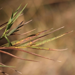 Stypandra glauca at Canberra Central, ACT - 7 Oct 2023