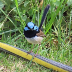 Malurus cyaneus (Superb Fairywren) at QPRC LGA - 5 Oct 2023 by MatthewFrawley