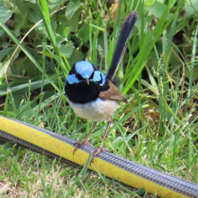 Malurus cyaneus (Superb Fairywren) at QPRC LGA - 5 Oct 2023 by MatthewFrawley