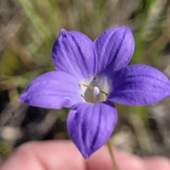 Wahlenbergia stricta subsp. stricta (Tall Bluebell) at Monteagle Cemetery - 7 Oct 2023 by trevorpreston