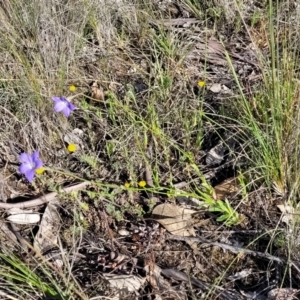 Wahlenbergia stricta subsp. stricta at Monteagle, NSW - 7 Oct 2023 04:39 PM