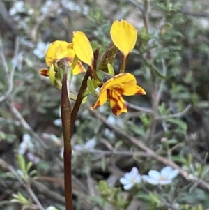 Diuris pardina at Jerrabomberra, NSW - 7 Oct 2023