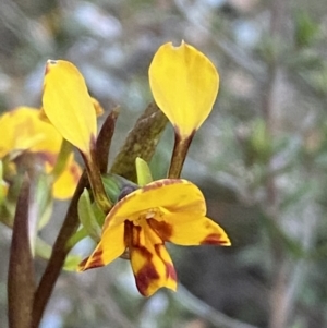 Diuris pardina at Jerrabomberra, NSW - 7 Oct 2023