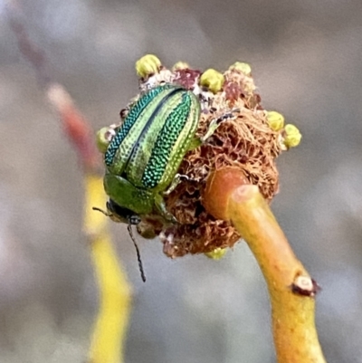Calomela vittata (Acacia leaf beetle) at Jerrabomberra, NSW - 7 Oct 2023 by SteveBorkowskis