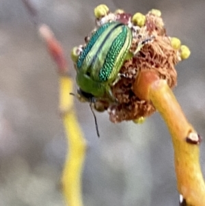 Calomela bartoni at Jerrabomberra, NSW - 7 Oct 2023 07:01 PM