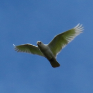 Cacatua sanguinea at Braidwood, NSW - 6 Oct 2023