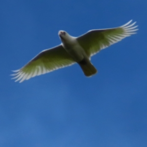 Cacatua sanguinea at Braidwood, NSW - 6 Oct 2023 09:51 AM