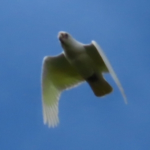 Cacatua sanguinea at Braidwood, NSW - 6 Oct 2023