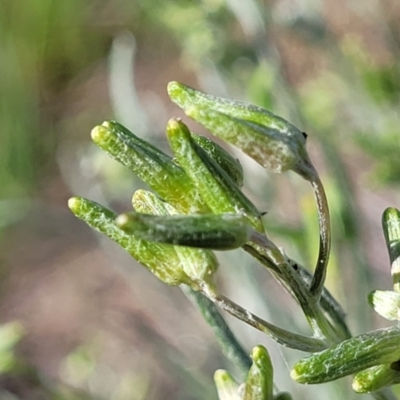 Senecio quadridentatus (Cotton Fireweed) at Monteagle, NSW - 7 Oct 2023 by trevorpreston