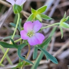 Geranium sp.3 at Monteagle Cemetery - 7 Oct 2023 by trevorpreston