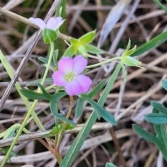 Geranium sp. Narrow lobes (G.S.Lorimer 1771) Vic. Herbarium at Monteagle, NSW - 7 Oct 2023 04:35 PM