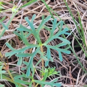 Geranium sp.3 at Monteagle, NSW - 7 Oct 2023