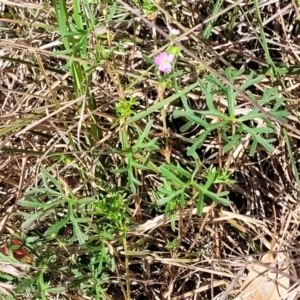 Geranium sp. Narrow lobes (G.S.Lorimer 1771) Vic. Herbarium at Monteagle, NSW - 7 Oct 2023 04:35 PM