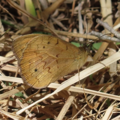 Heteronympha merope (Common Brown Butterfly) at QPRC LGA - 7 Oct 2023 by MatthewFrawley