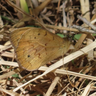 Heteronympha merope (Common Brown Butterfly) at Braidwood, NSW - 7 Oct 2023 by MatthewFrawley