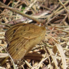 Heteronympha merope at Braidwood, NSW - 7 Oct 2023 12:49 PM