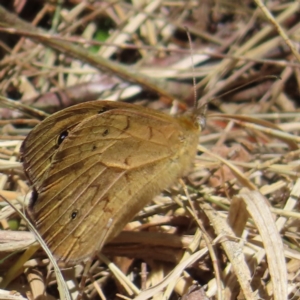 Heteronympha merope at Braidwood, NSW - 7 Oct 2023