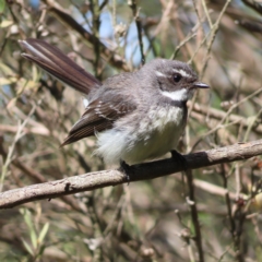 Rhipidura albiscapa (Grey Fantail) at Braidwood, NSW - 7 Oct 2023 by MatthewFrawley