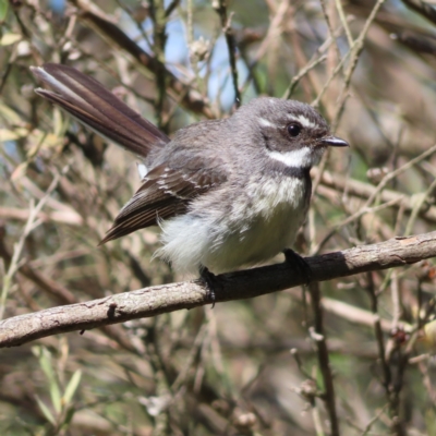 Rhipidura albiscapa (Grey Fantail) at Braidwood, NSW - 7 Oct 2023 by MatthewFrawley