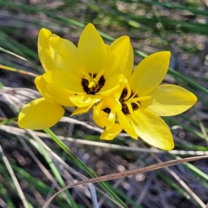 Ixia sp. at Monteagle, NSW - 7 Oct 2023