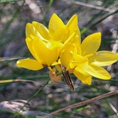 Ixia sp. at Monteagle, NSW - 7 Oct 2023