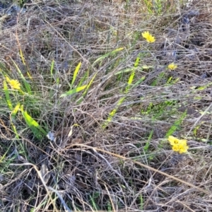 Ixia sp. at Monteagle, NSW - 7 Oct 2023