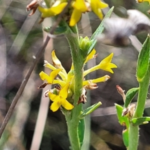 Pimelea curviflora var. sericea at Monteagle, NSW - 7 Oct 2023