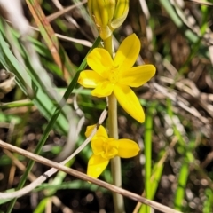 Bulbine bulbosa (Golden Lily) at Monteagle, NSW - 7 Oct 2023 by trevorpreston