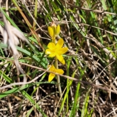 Bulbine bulbosa at Monteagle, NSW - 7 Oct 2023 04:30 PM