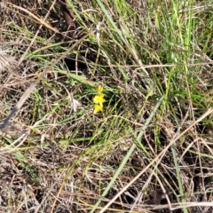 Bulbine bulbosa at Monteagle, NSW - 7 Oct 2023 04:30 PM