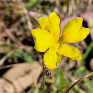 Goodenia pinnatifida at Monteagle, NSW - 7 Oct 2023