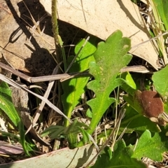 Goodenia pinnatifida at Monteagle, NSW - 7 Oct 2023