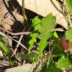 Goodenia pinnatifida at Monteagle, NSW - 7 Oct 2023