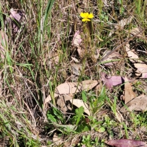 Goodenia pinnatifida at Monteagle, NSW - 7 Oct 2023