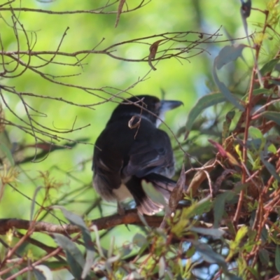 Cracticus torquatus (Grey Butcherbird) at QPRC LGA - 7 Oct 2023 by MatthewFrawley