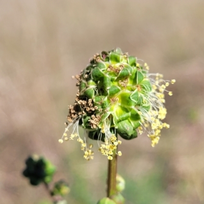 Sanguisorba minor (Salad Burnet, Sheep's Burnet) at Monteagle, NSW - 7 Oct 2023 by trevorpreston