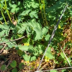 Sanguisorba minor at Monteagle, NSW - 7 Oct 2023