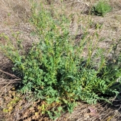 Sanguisorba minor at Monteagle, NSW - 7 Oct 2023