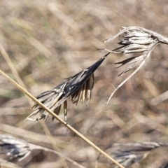 Themeda triandra (Kangaroo Grass) at Monteagle, NSW - 7 Oct 2023 by trevorpreston