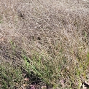 Themeda triandra at Monteagle, NSW - 7 Oct 2023