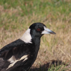 Gymnorhina tibicen (Australian Magpie) at Braidwood, NSW - 7 Oct 2023 by MatthewFrawley