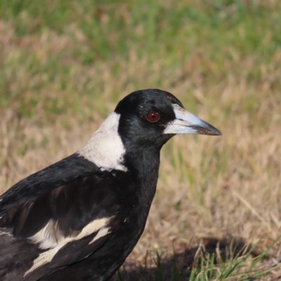 Gymnorhina tibicen (Australian Magpie) at QPRC LGA - 7 Oct 2023 by MatthewFrawley