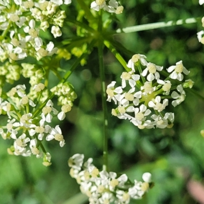 Conium maculatum (Hemlock) at Thuddungra, NSW - 7 Oct 2023 by trevorpreston