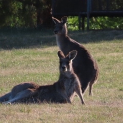 Macropus giganteus (Eastern Grey Kangaroo) at QPRC LGA - 7 Oct 2023 by MatthewFrawley