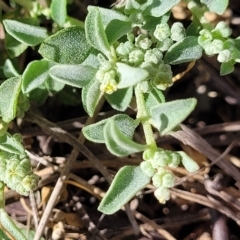 Chenopodium desertorum (Frosted Goosefoot) at Thuddungra, NSW - 7 Oct 2023 by trevorpreston