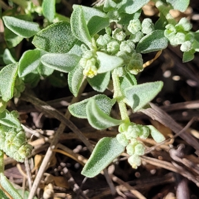 Chenopodium desertorum (Frosted Goosefoot) at Thuddungra, NSW - 7 Oct 2023 by trevorpreston