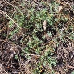 Chenopodium desertorum at suppressed - suppressed